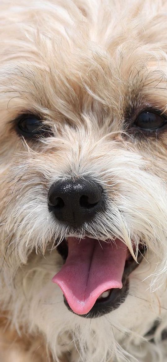 terrier, face, tongue, dog