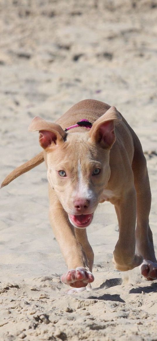 pitbull, puppy, dog, sand, run