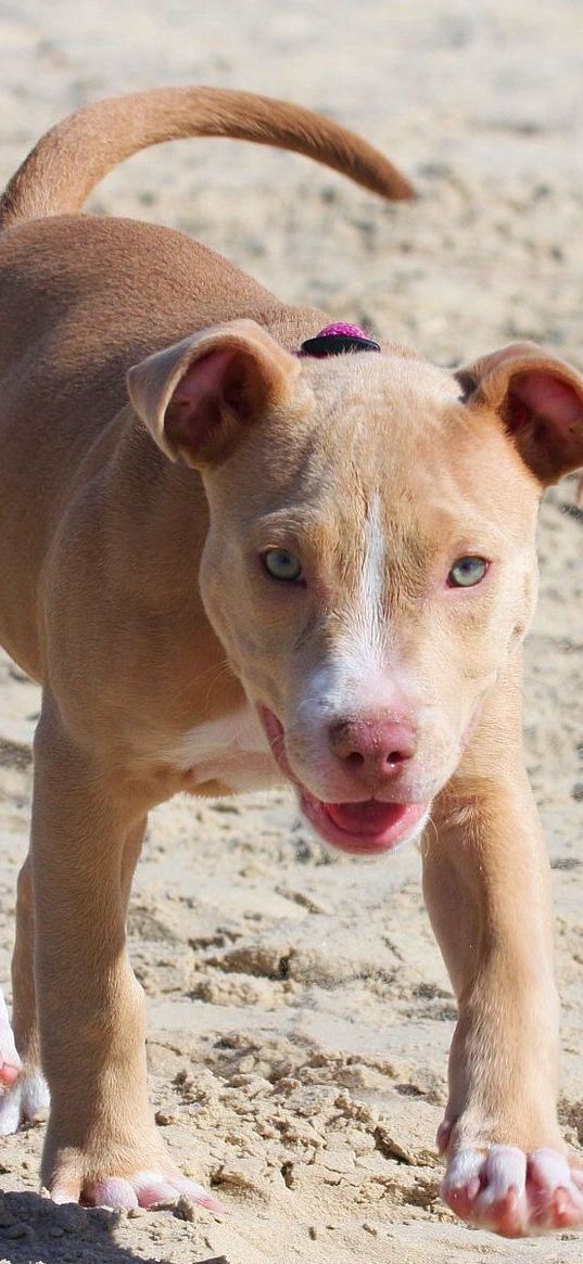 pitbull, dog, puppy, running, sand, shade