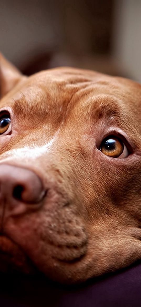 pitbull, dog, face, eyes, sadness