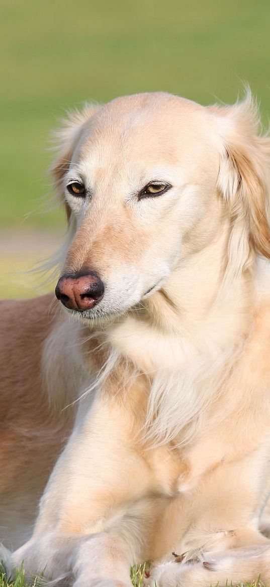 saluki, dogs, wind, lie, grass