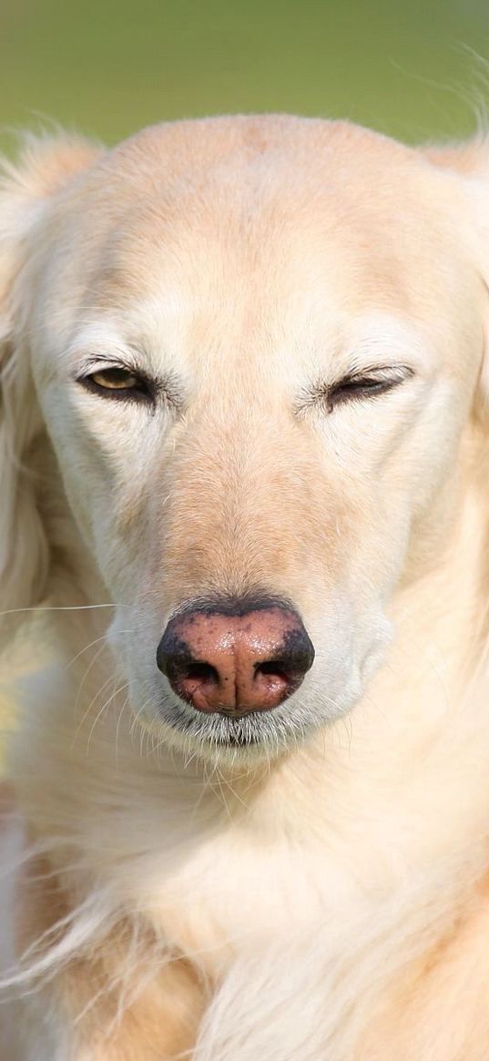 saluki, dogs, face, wind, grass