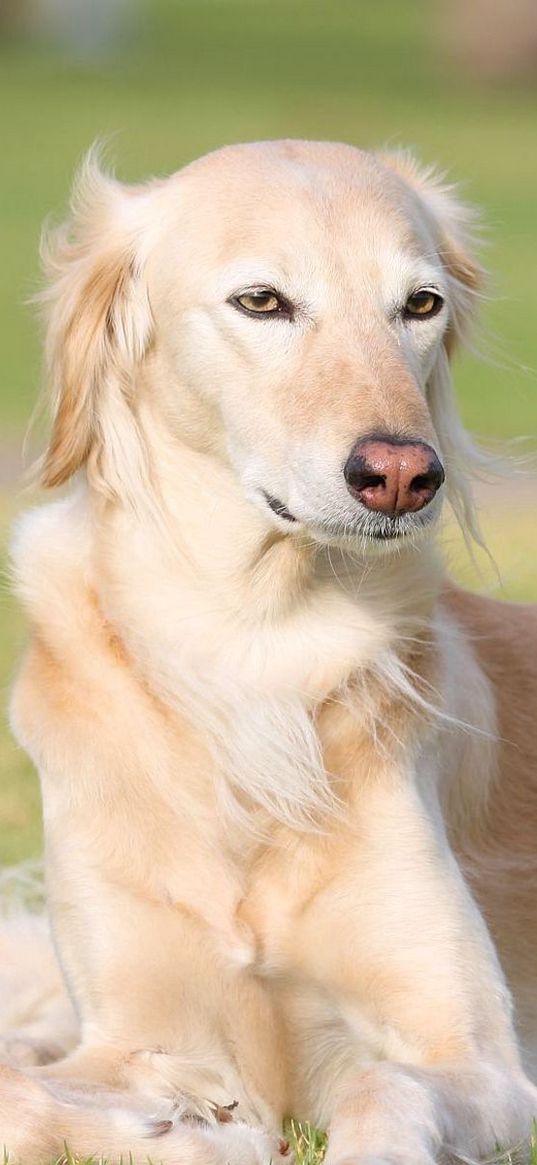 saluki, dogs, grass, lie down, rest, sight