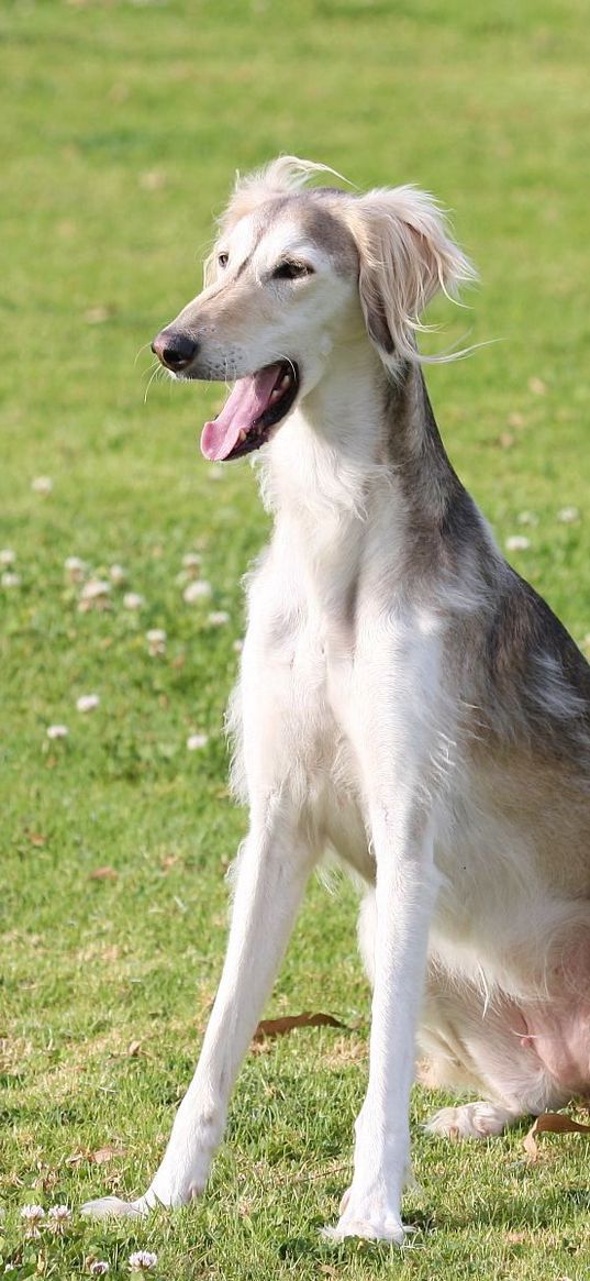 saluki, dogs, yawn, color, grass