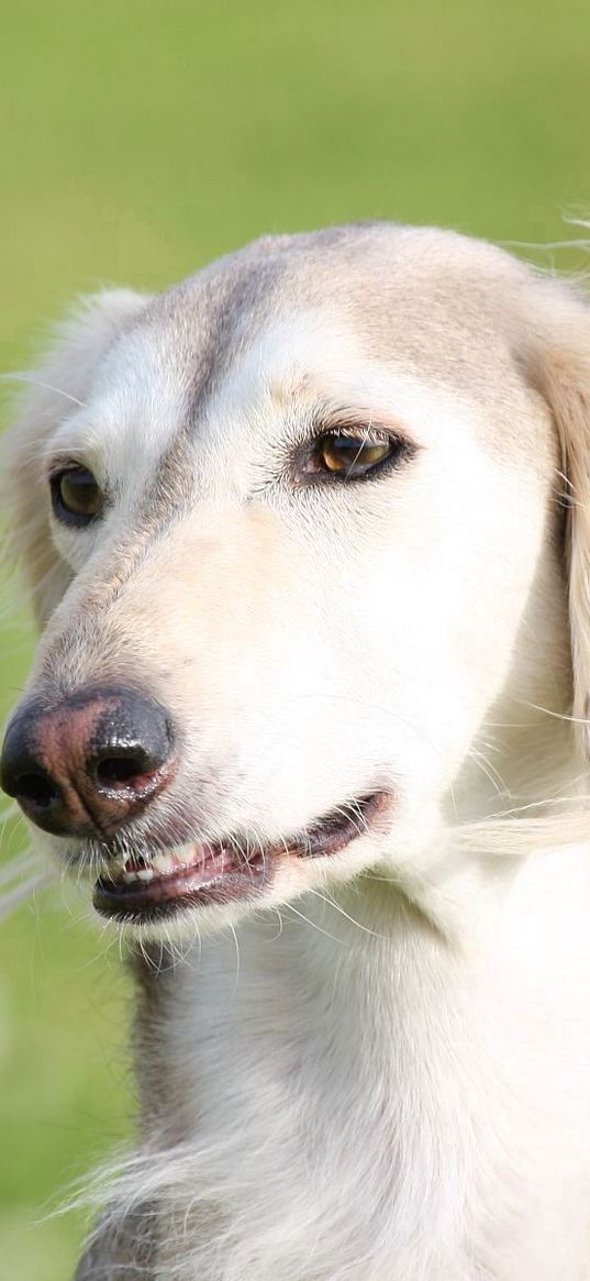 saluki, dogs, face, eyes, hairy