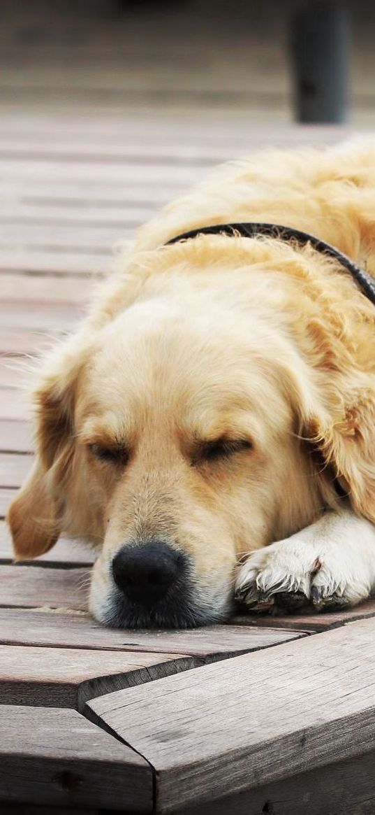 dogs, sleeping, wood floor, rest