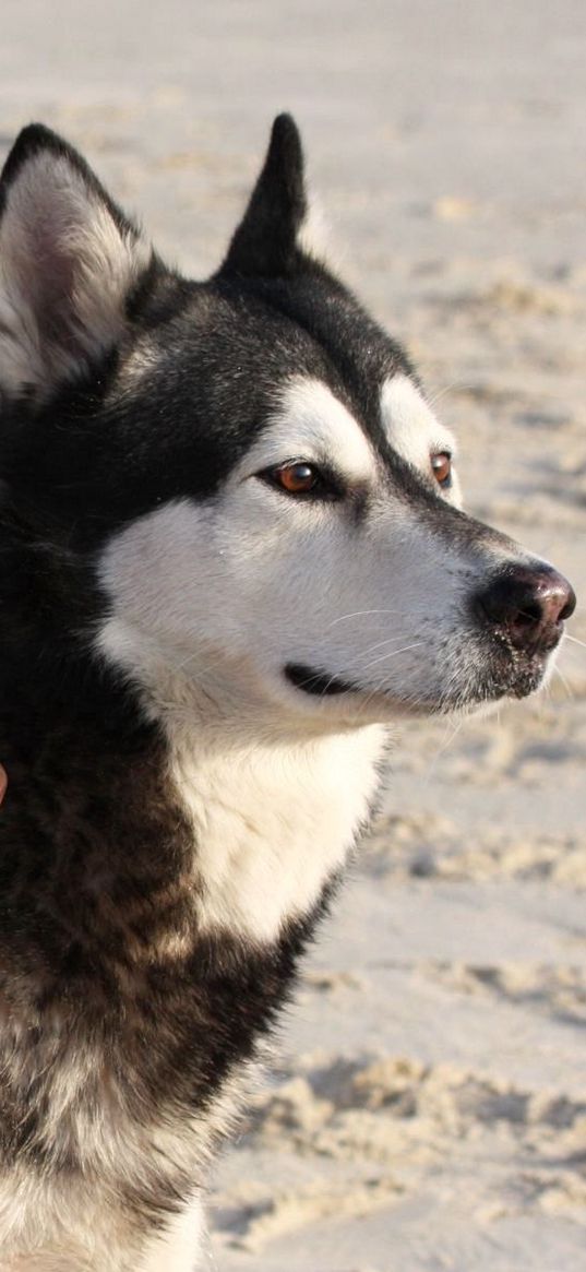 malamute, dog, playful, face