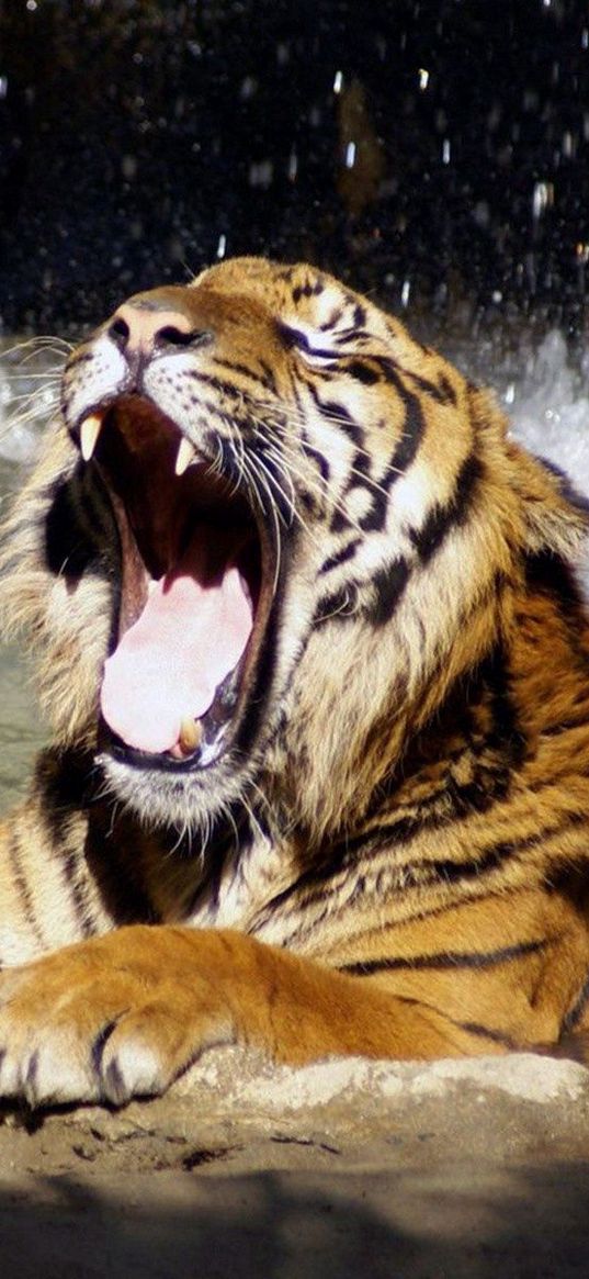 tiger, face, teeth, water, anger, predator