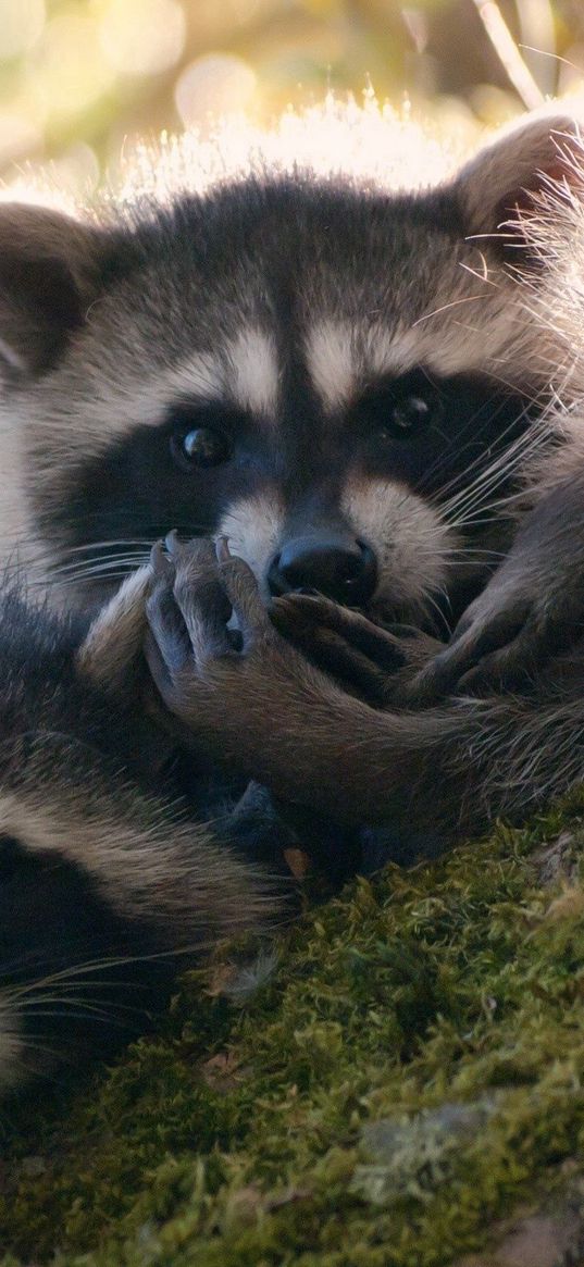 raccoons, three, tree, moss, climbing