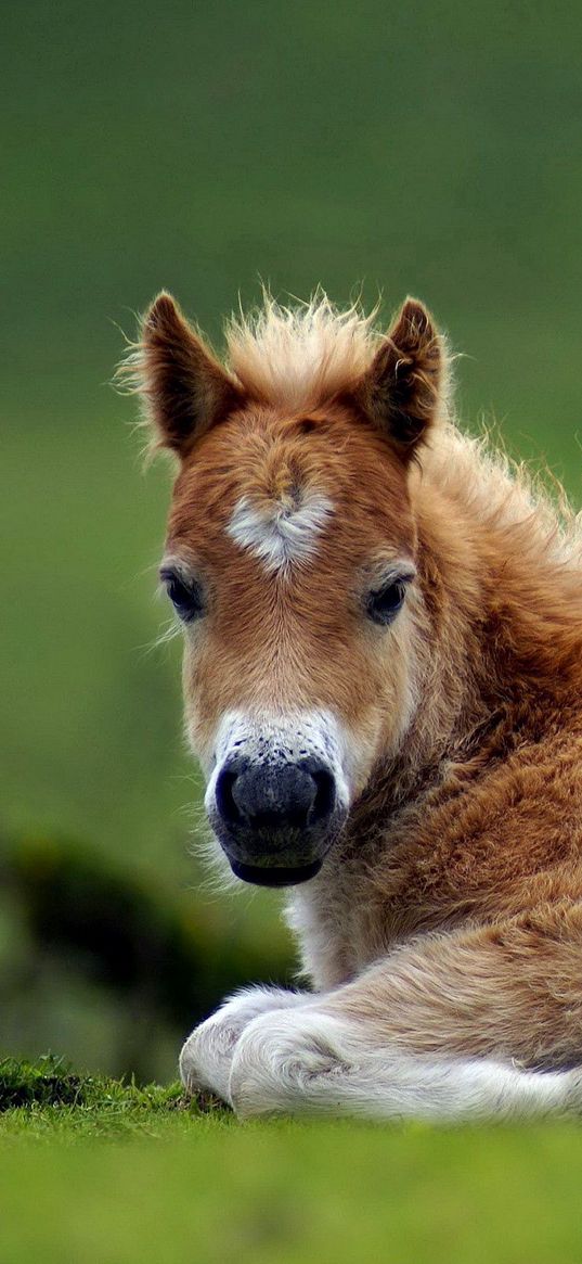 pony, horse, grass, lie, beautiful