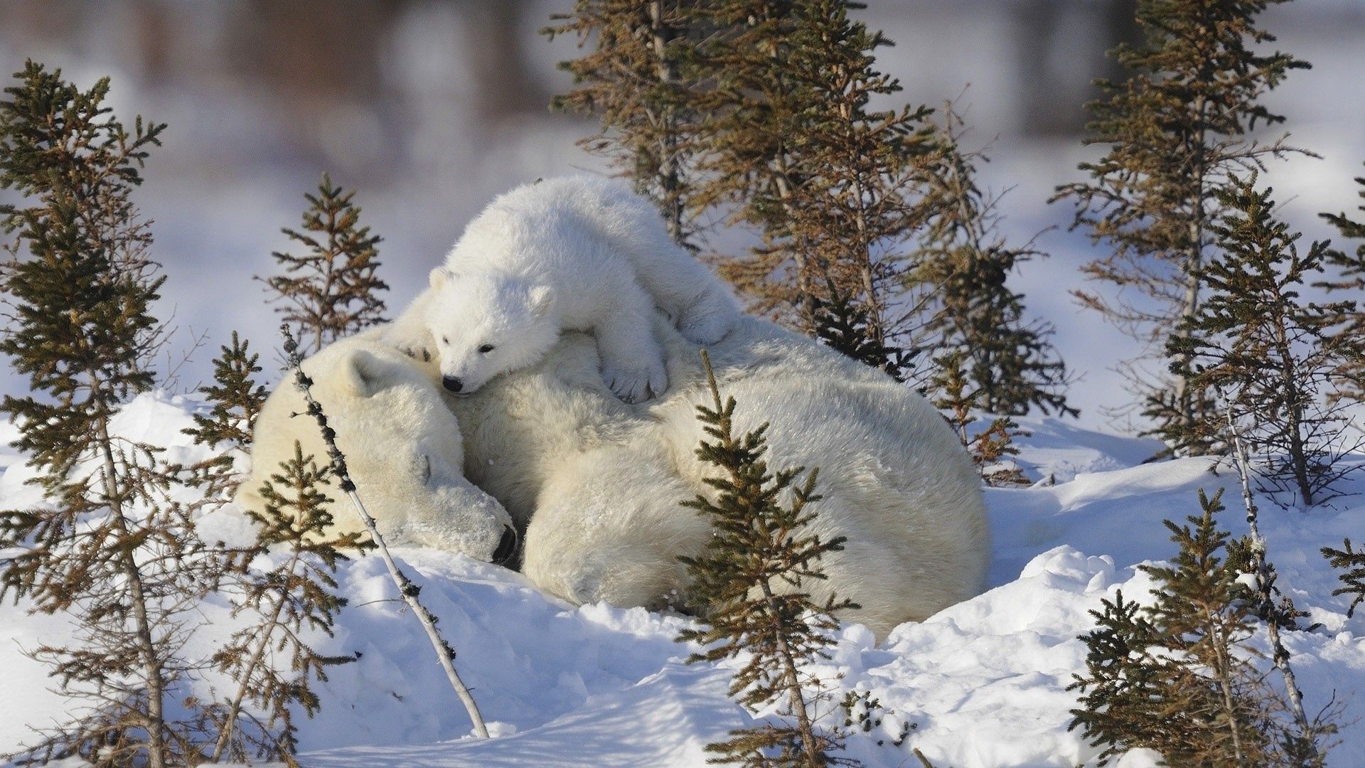 polar bears, family, snow, grass, care