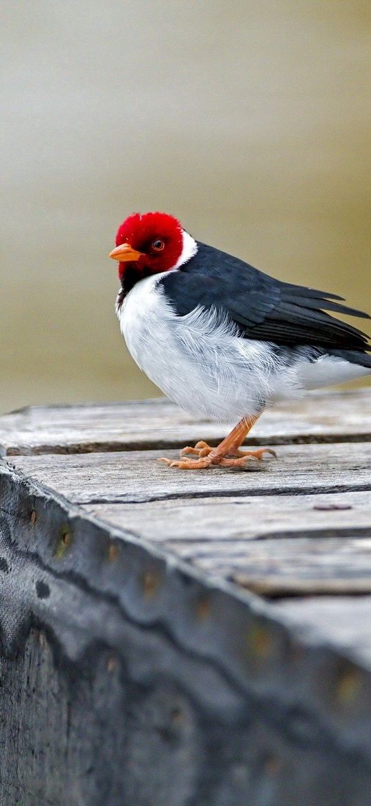 red cardinal, bird, sitting, color