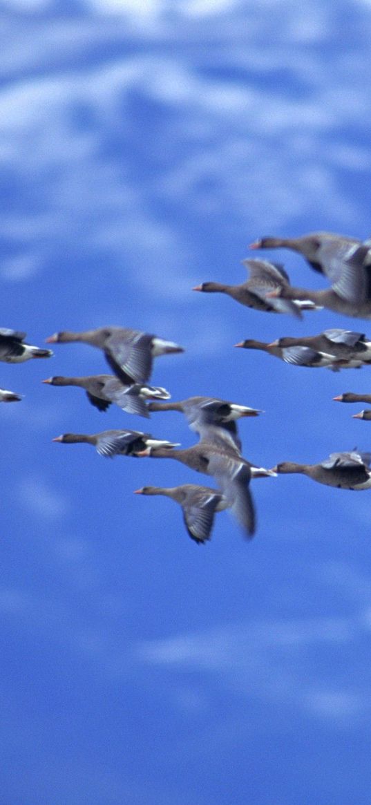 duck, sky, flying, birds, flock, clouds