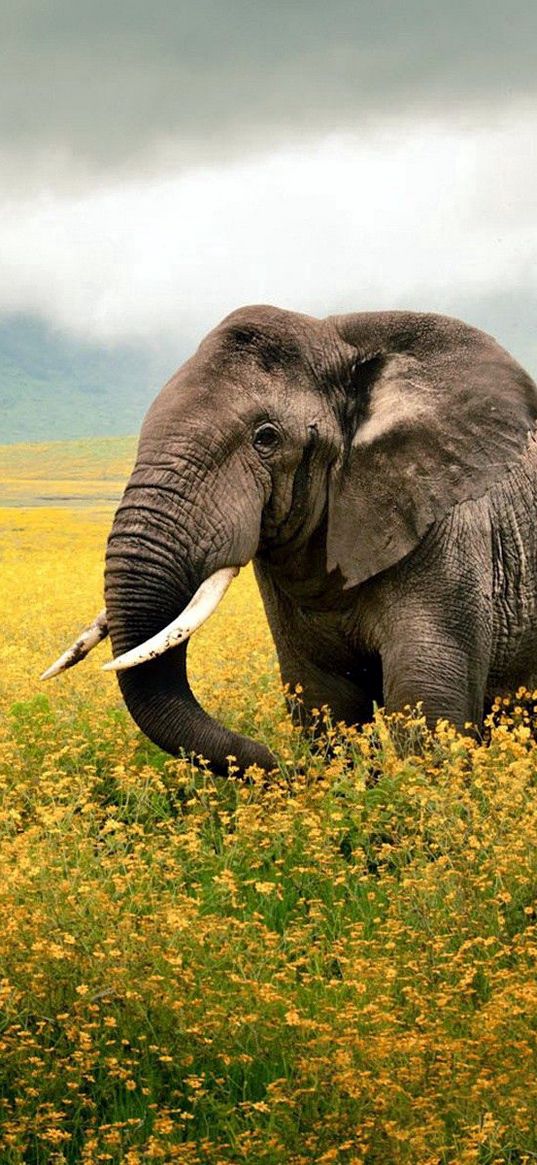 elephant, grass, field, walk, sky, beautiful scenery