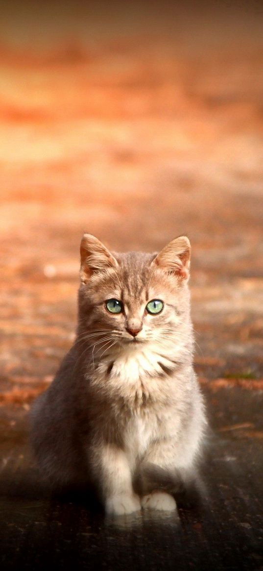 cat, sitting, cute, kitten