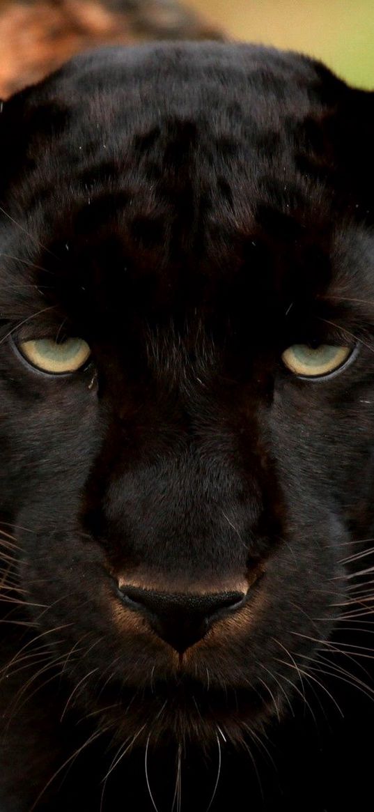 panther, wild cat, muzzle, predator