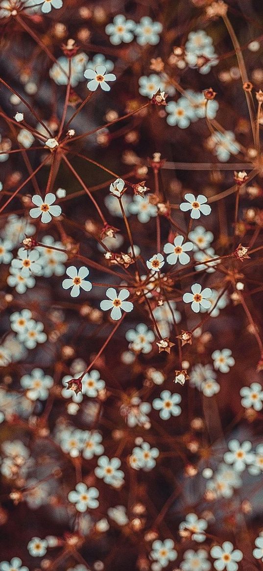 wildflowers, plants, nature