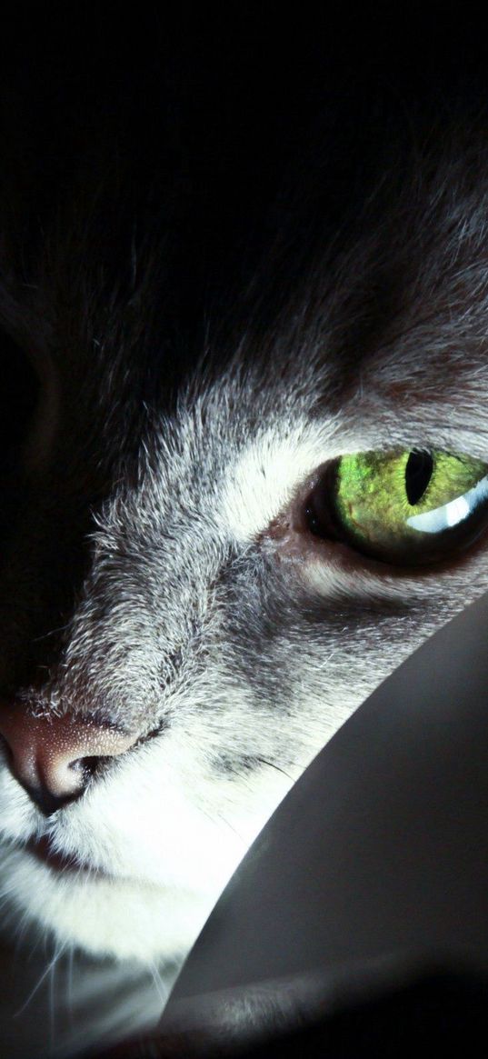 cat, face, black, shadow, nose, eyes