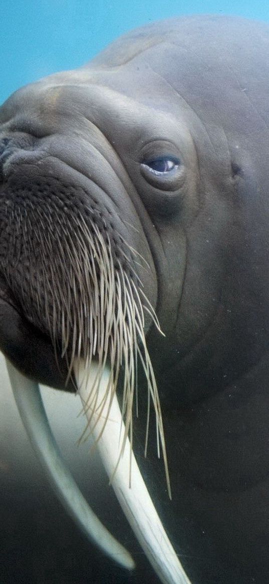 walrus, tusks, face, blurring