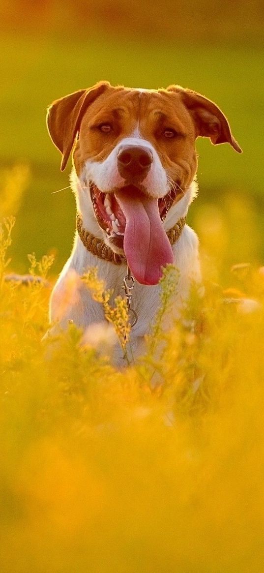 dog, face, grass, protruding tongue, escape, flowers, field