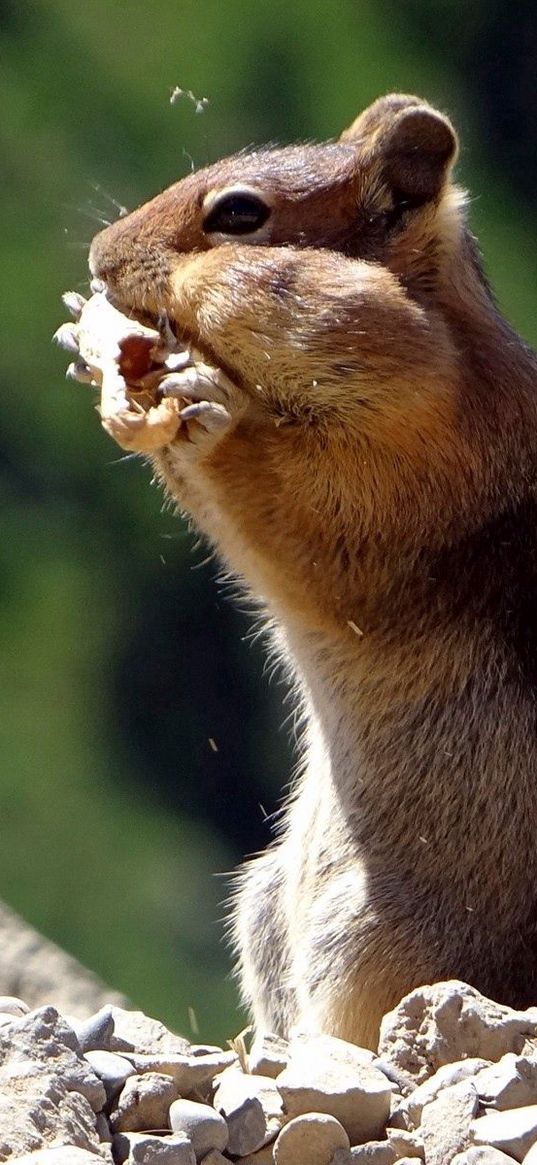 chipmunk, animal, striped