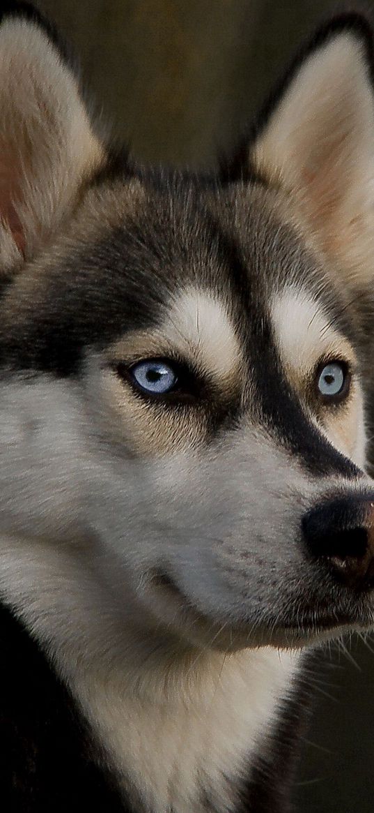 husky, muzzle, dog, eyes