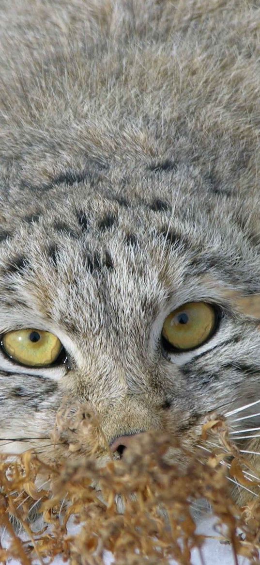 manul, face, look out, grass