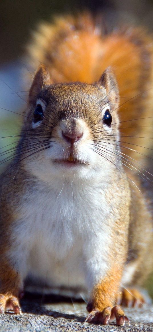 squirrel, animal, shadow, sight