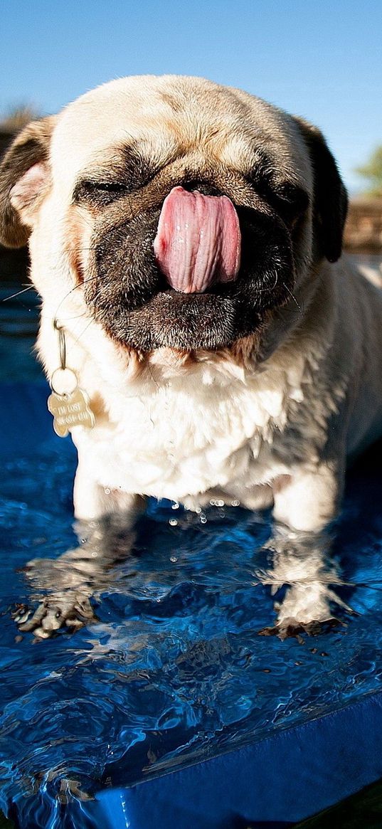 pug, pool, swim, rug, dog