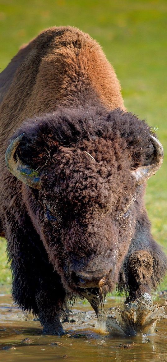 bison, buffalo, running, grass