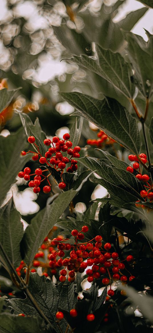 viburnum, berries, leaves, tree, plant, nature