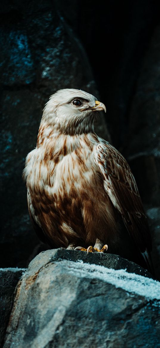 hawk, bird, rocks, nature