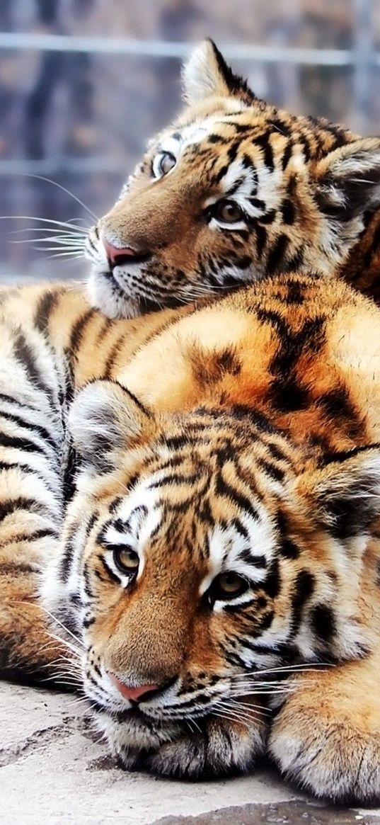 tigers, couple, tenderness, predators