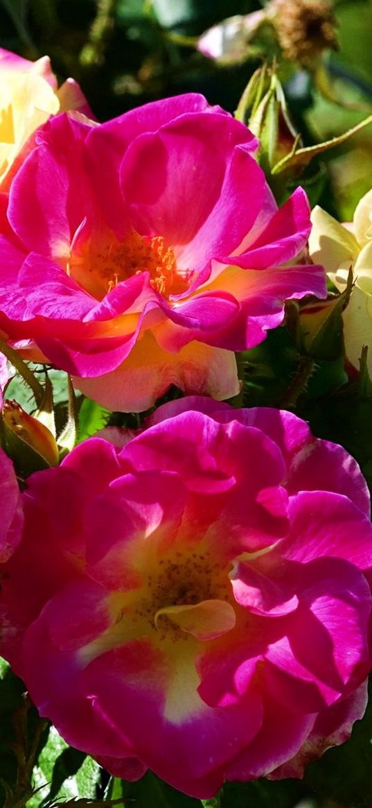 roses, garden, bush, fencing, close-up