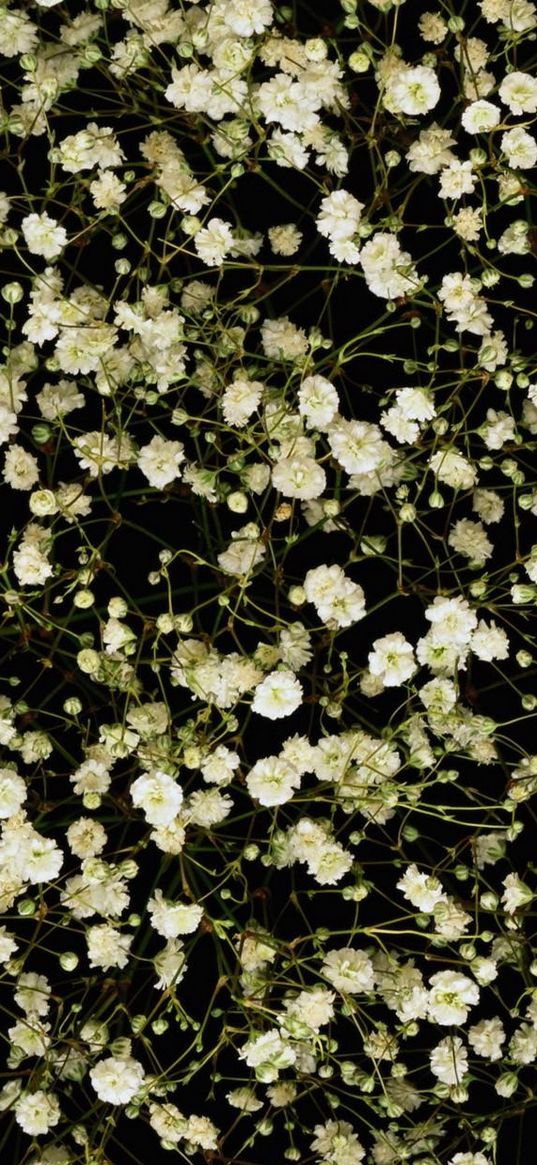 gypsophila, white, small, many