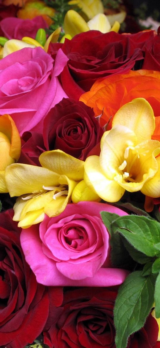 rose, ranunkulyus, freesia, bouquet, close-up