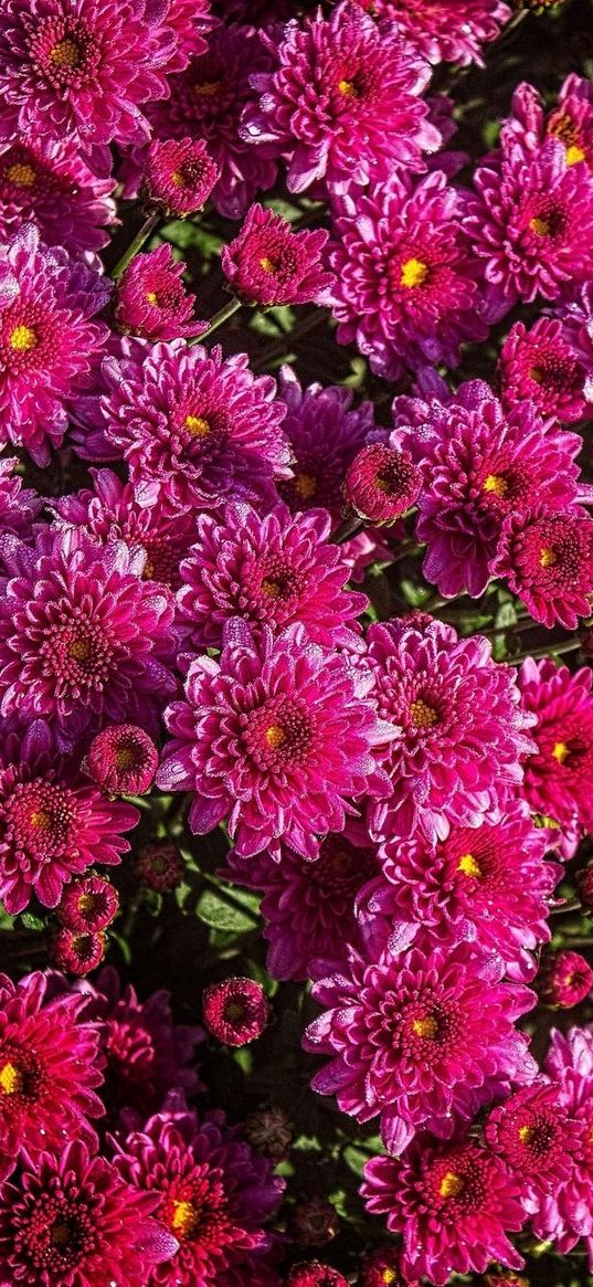 chrysanthemums, flowers, flowerbed, close-up