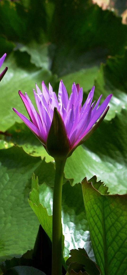 water lilies, leaves, light, close-up