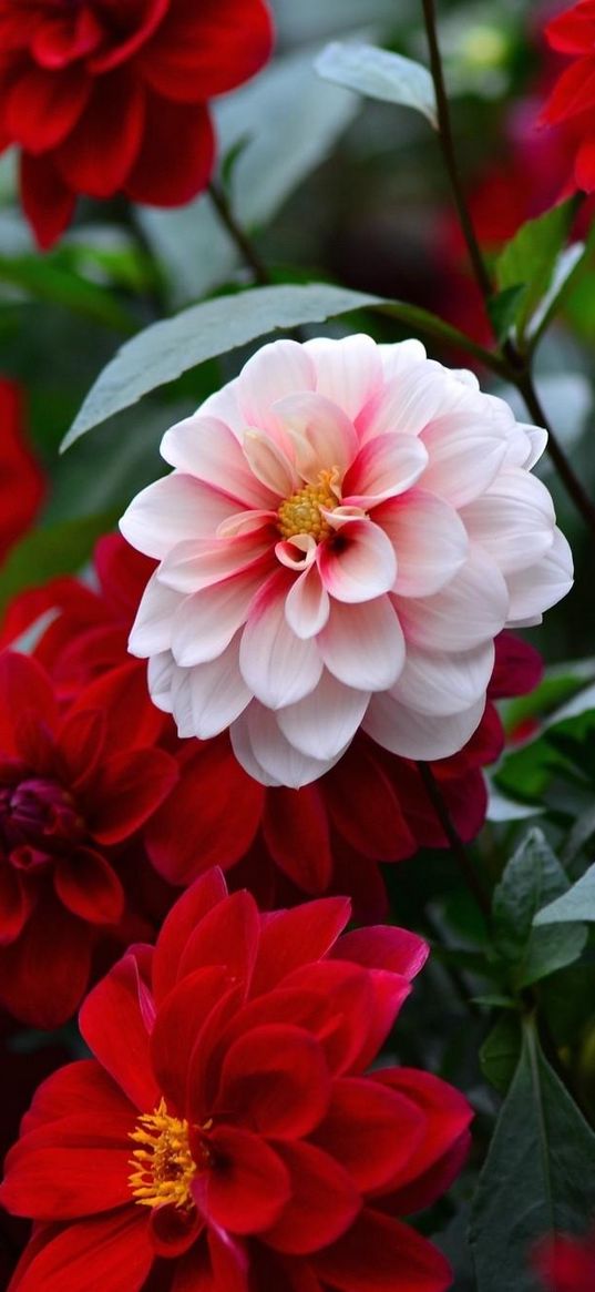 dahlias, flowers, colorful, flowerbed, sharpness