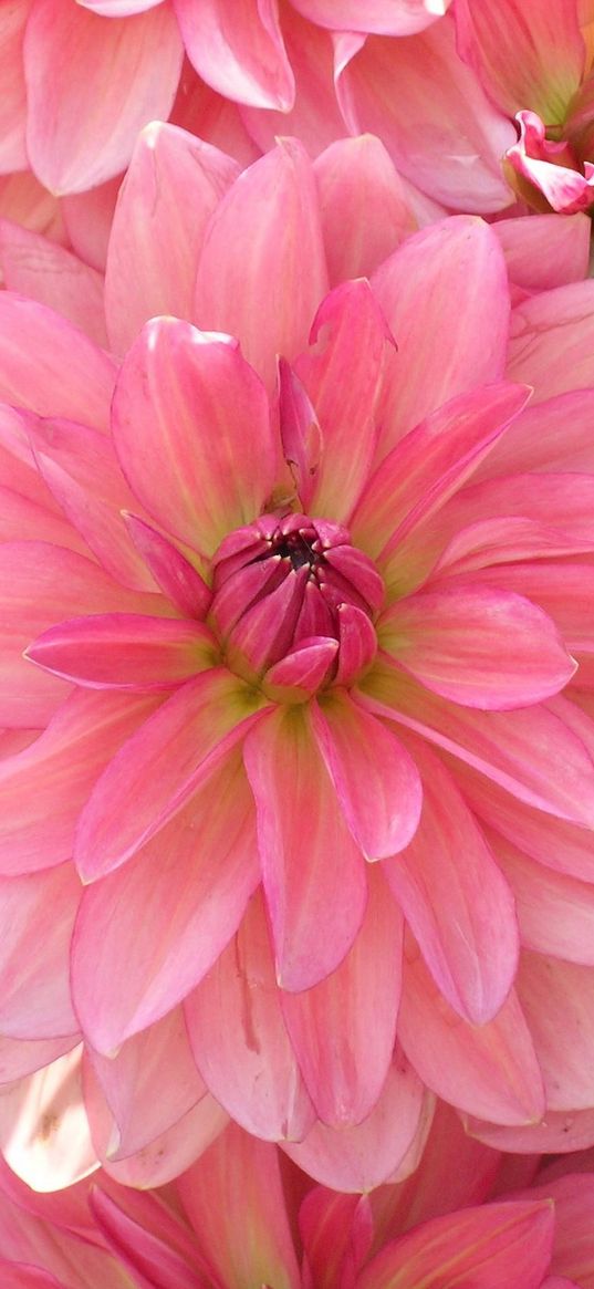 dahlia, petals, pink, close up, lot