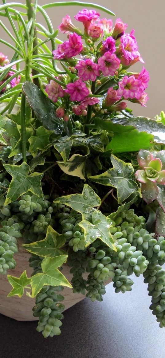 kalanchoe, flowers, composition, green, drop, freshness