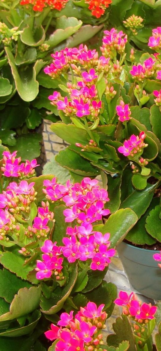 kalanchoe, flowers, pots, pink, roomed