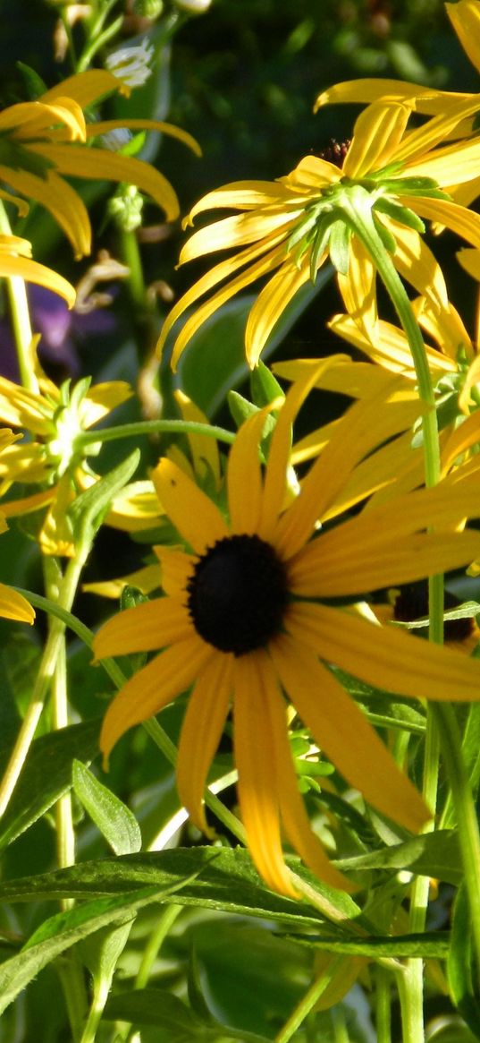 rudbeckia, flowerbed, close up, sharpness