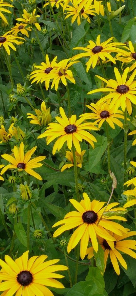 rudbeckia, flowerbed, green, yellow, flower