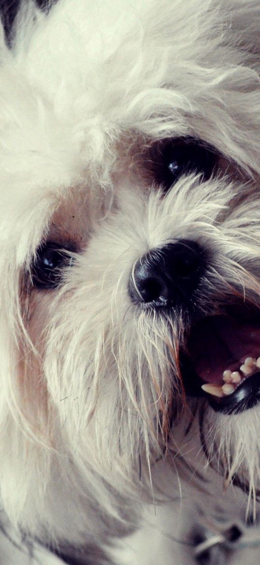 dog, face, mouth open, fluffy