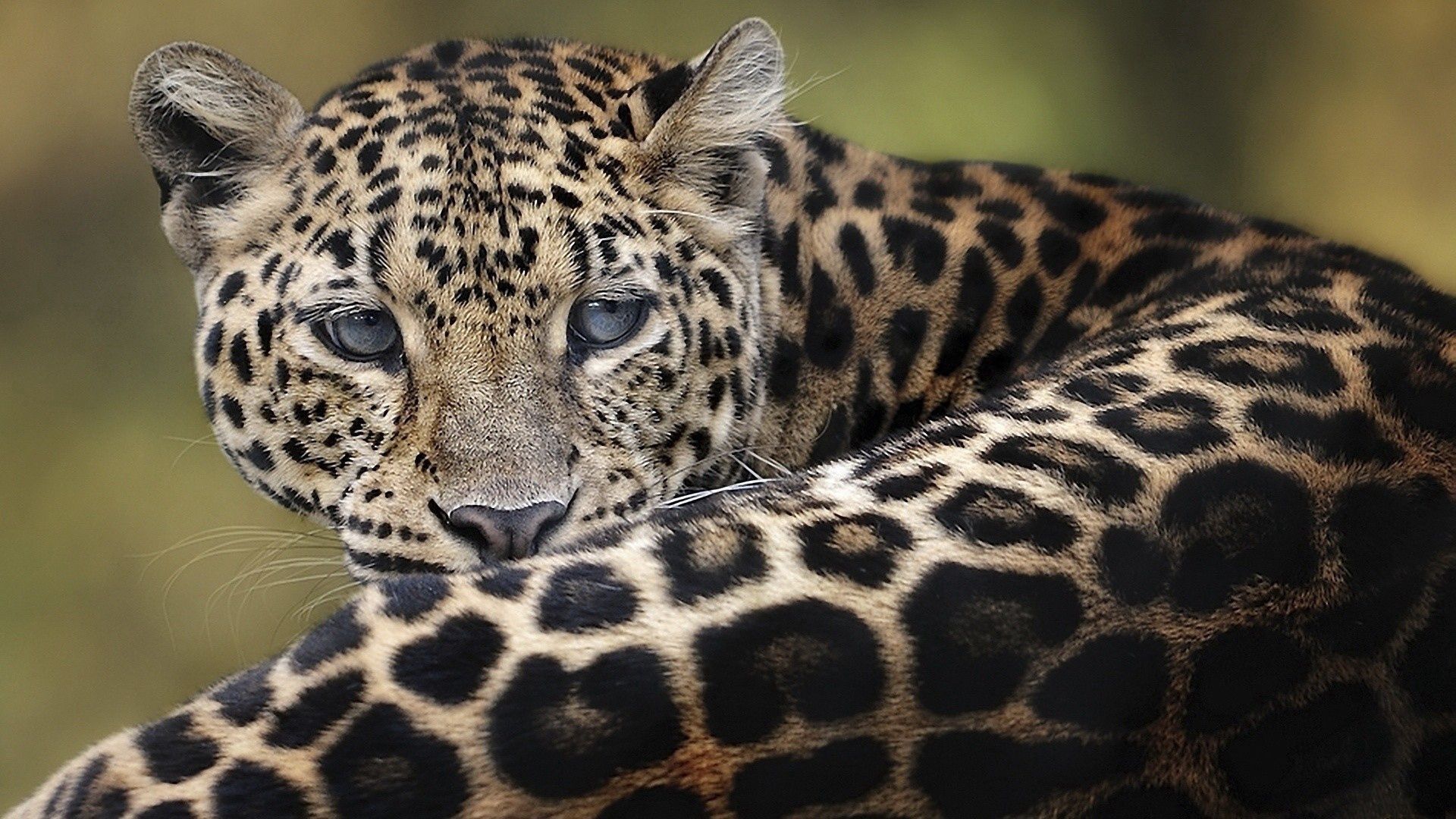 leopard, big cat, lying down, face