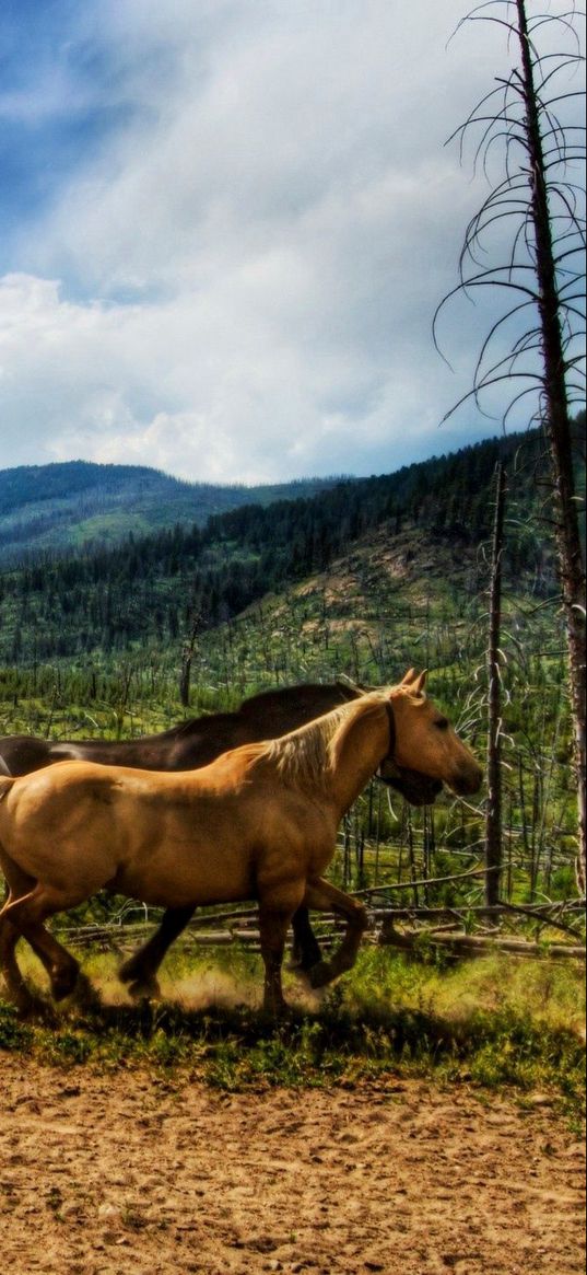 horses, dust, corral, herd, running