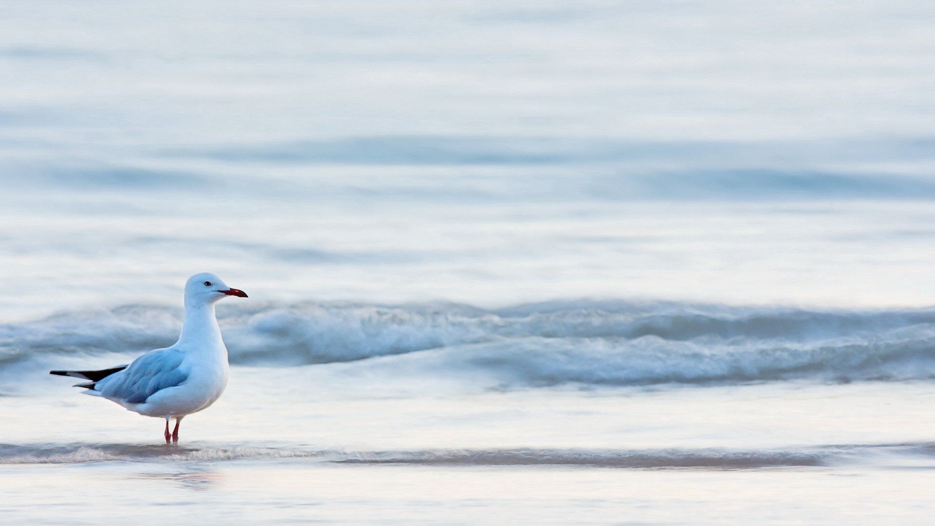 gull, bird, sea, water