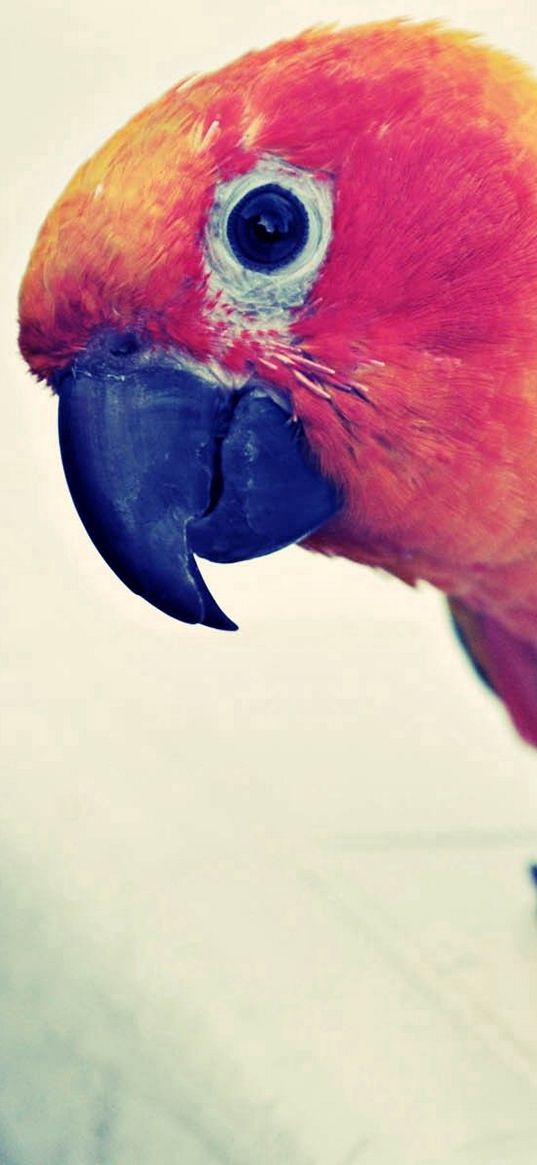 parrot, colorful, bird, beak