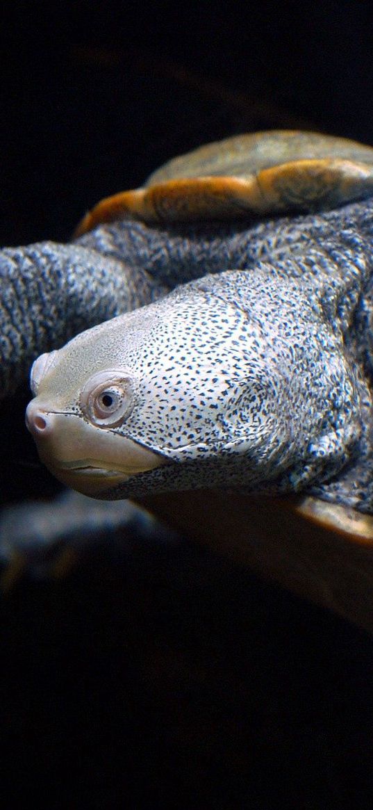 tortoise, shell, darker, background